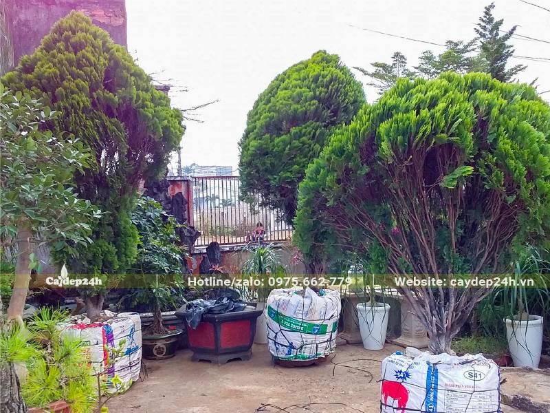 Trồng cây Trắc Bách Diệp vào chậu cảnh để trang trí sân vườn