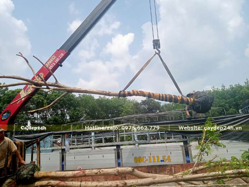 Cần cẩu đang di chuyển cây Lim Xẹt công trình đk gốc 18cm từ trên xe tải xuống