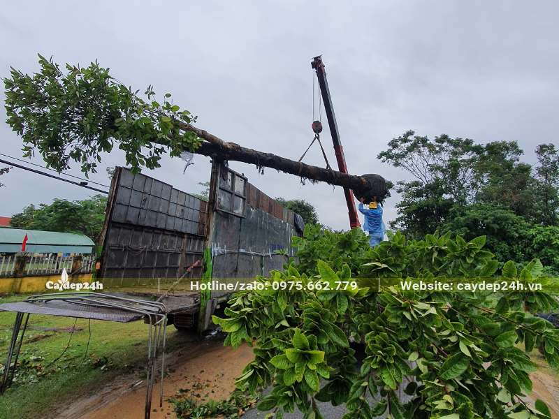 Xếp cây Sang lên xe để trở đến công trình