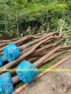 Bứng hơn 20 cây Ban Tím đường kính gốc 10 - 15cm