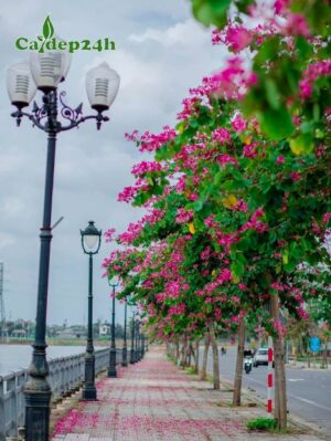 Cây Ban Tím trồng thành hàng trên vỉa hè đường phố