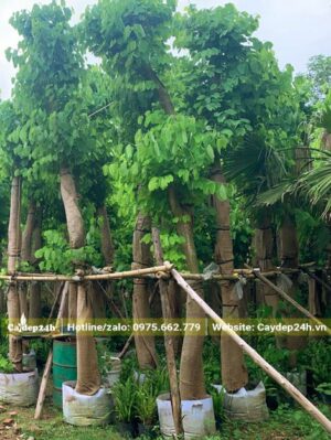 Cây BanTím cổ thụ đã dâm ủ nhiều năm