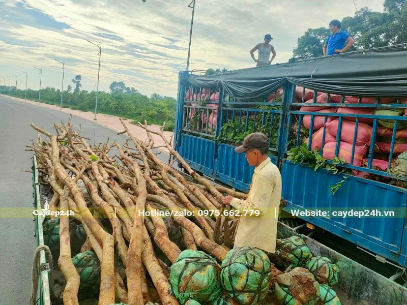 Xếp cây hoa Ban Tím từ xe tải lớn xuống xe nhỏ tiện di chuyển trong công trình