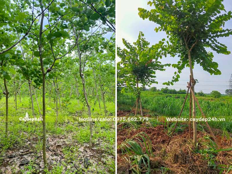 Cây được chăm sóc, cắt tỉa cành lá từ nhà vườn đẻ tạo khung tán đẹp