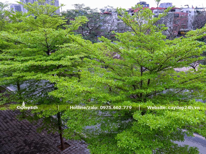 Hàng cây Bàng Đài Loan trồng ở vỉa hè rộng hơn 3m