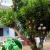 Cây Bàng Vuông cổ thụ trồng ở Trường Sa