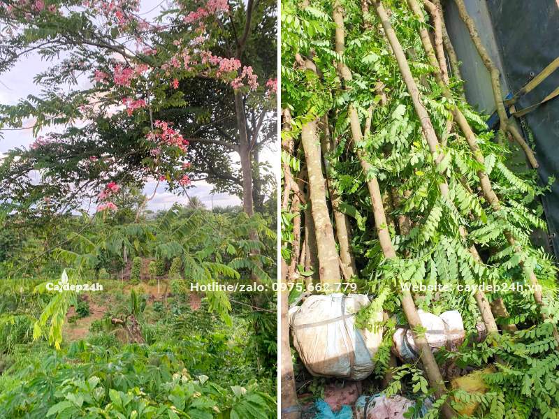 Muồng Hoa Anh Đào đường kính gốc 10cm trở lên đã cho nhiều vụ hoa
