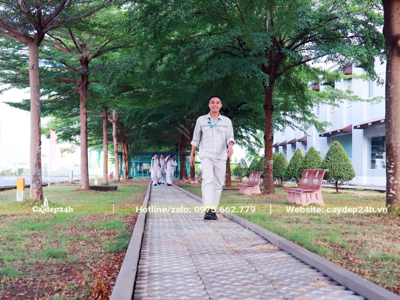 Hàng cây Bàng Đài Loan cao lớn tạo bóng mát cho lối đi