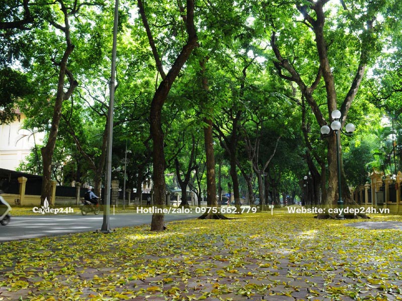 Cây trồng vỉa hè lấy bóng, cây cổ thụ kích thước
