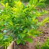Cây Chuỗi Ngọc tán lá đẹp, xanh tươi, chiều cao khoảng 25 - 30cm