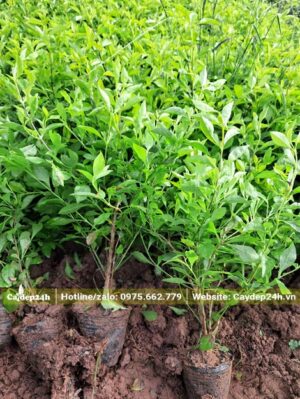 Tuyển chọn những cây chuỗi ngọc chiều cao từ 30cm trở lên từ luống trồng lâu năm