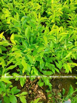 Tán lá của cây Chuỗi Ngọc