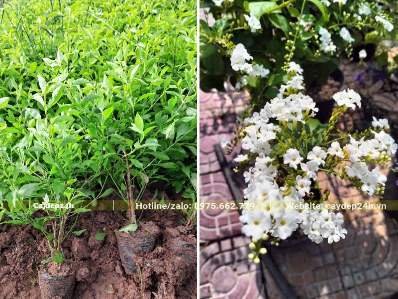 Loại Chuỗi Ngọc hoa trắng chiều cao từ 30 - 40cm