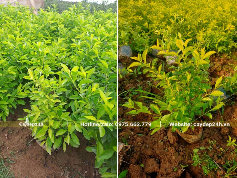 Cây Chuỗi Ngọc trồng sẵn trong bầu, chiều cao khoảng 30cm