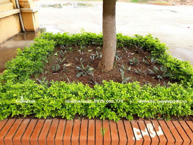 Trồng cây Chuỗi Ngọc tạo viền cho bồn hoa sân trường