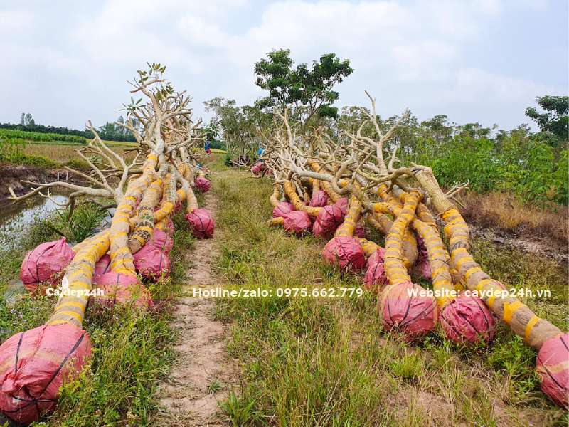 Hàng chục cây hoa chuông vàng đánh thẳng đường kính gốc gần 20cm