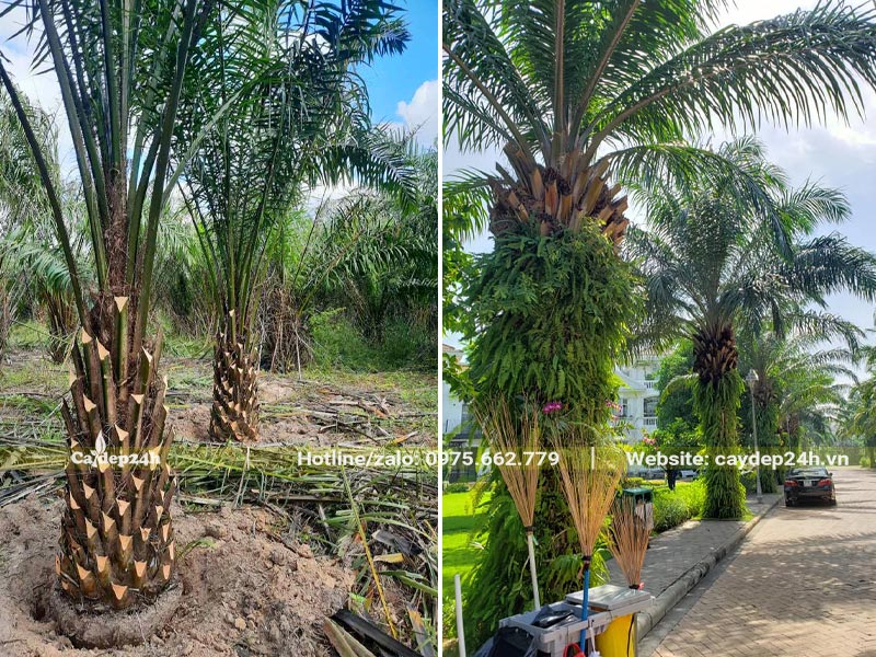 Hàng Cây Cọ Dầu trồng vỉa hè lóng cao hơn 2m