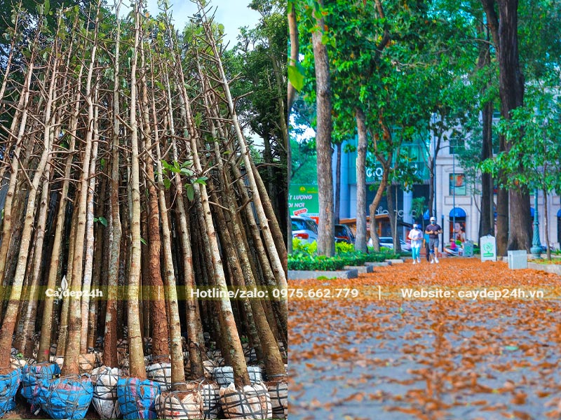 Cây Dầu Rái trồng hai bên vỉa hè đường phố Sài Gòn