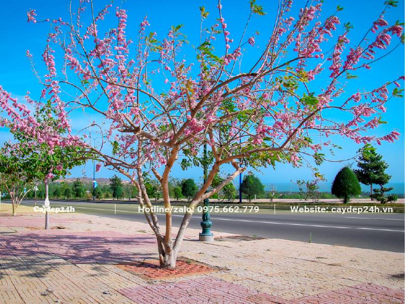 Cây Đỗ Mai trồng vỉa hè đang nở rộ hoa