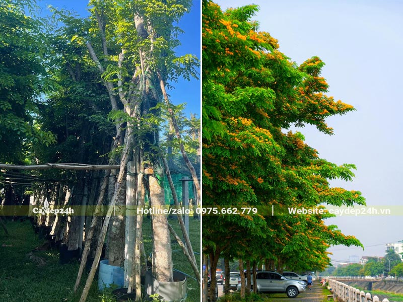 Bán cây Giáng Hương cổ thụ đường kính gốc 20cm trồng vỉa hè đường phố