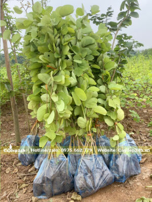 Đóng cây giống ban tím vào túi nilon, cứ 10 cây/bịch