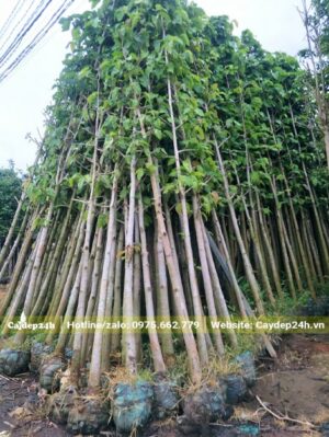 Dầu Rái dưỡng hơn 6 tháng đang ra lá mới