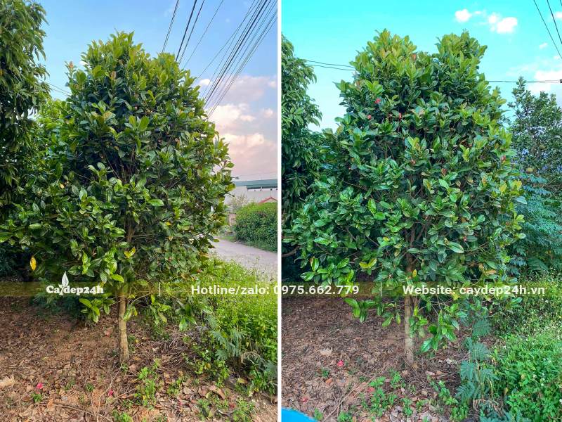 Cây trồng gần 10 năm chiều cao gần 3m, đường kính gốc 5cm