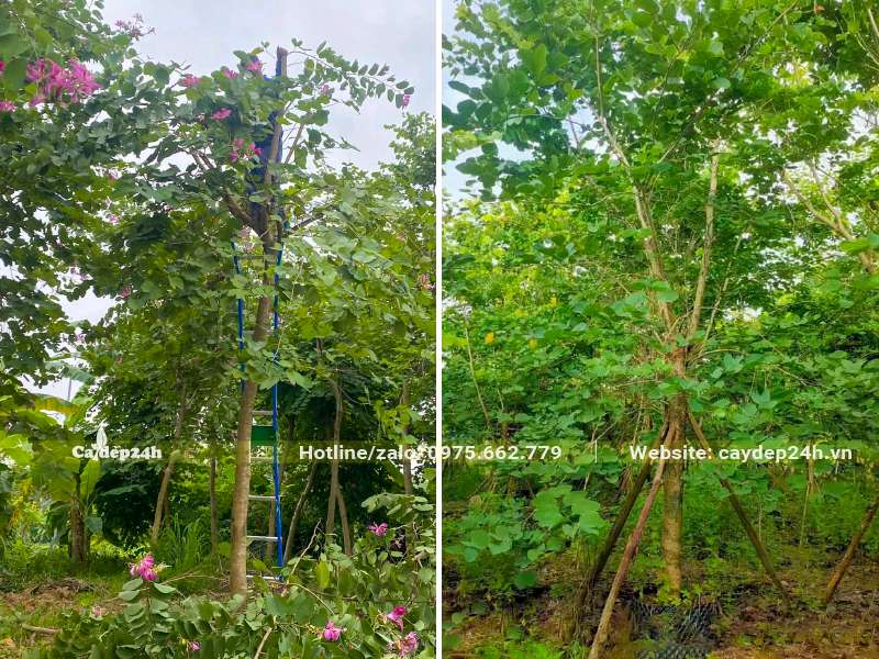 Kỹ thuật dâm ủ và chống cây Ban Tím công trình