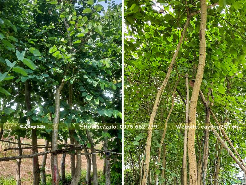 Cây Ban Tím đường kính thân 7 - 10cm đo cách gốc 1m, có đủ cả cây đã dâm ủ và cây bứng thẳng