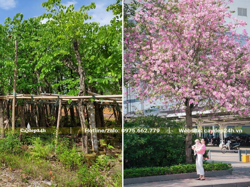 Cây Hoa Ban Tây Bắc trồng trong trường Đại Học đang nở hoa rực rỡ