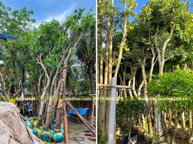 Chuông Vàng lâu năm đã bứng bầu, dựng thành hàng để dưỡng