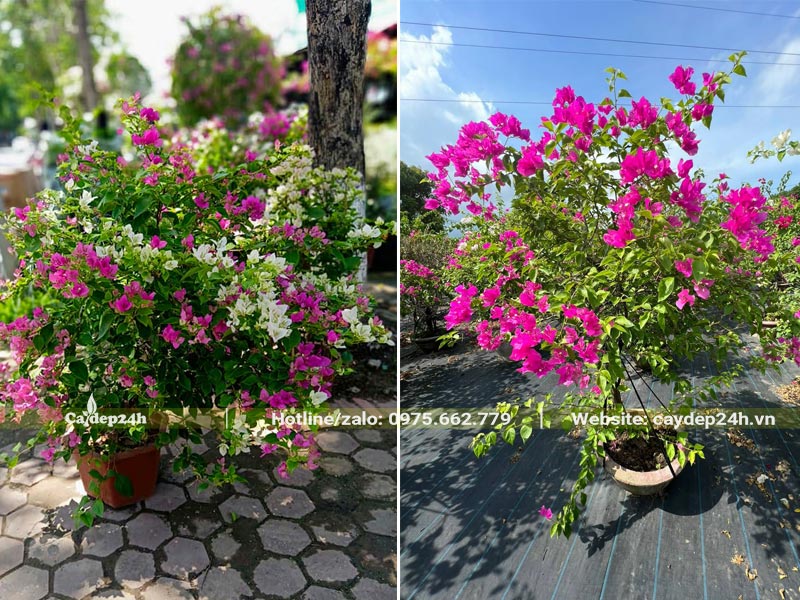 Cây Hoa Giấy nhỏ chiều cao 50 - 100cm nhưng cực kỳ siêng hoa