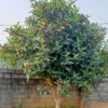 Cây hoa Hải Đường đẹp, trưởng thành, đang ra nụ