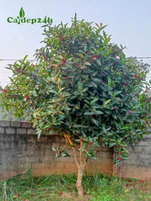 Cây hoa Hải Đường đẹp, trưởng thành, đang ra nụ