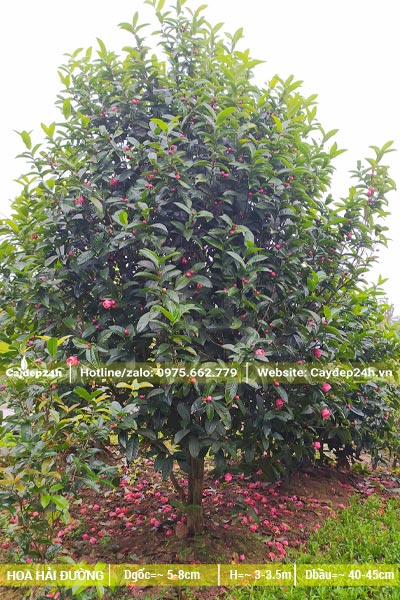 Hoa Hải Đường lâu năm chiều cao khoảng 3m