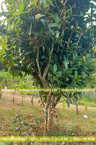 Cây Hải Đường hoa đỏ cao 4m, đường kính 10cm