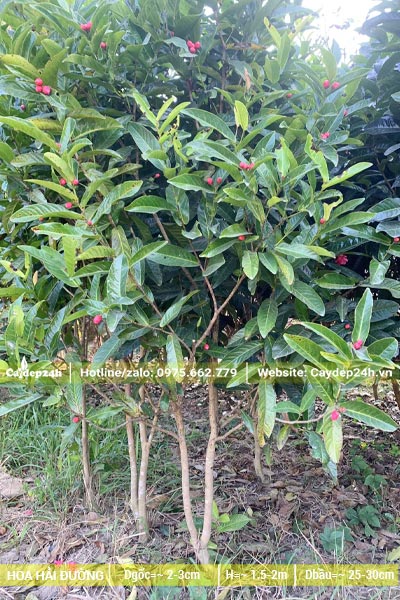 Cây hoa Hải Đường cao 1 - 2m