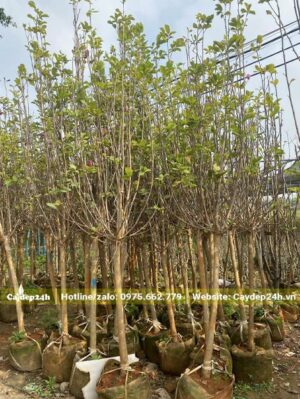 Lá cây đang rụng để chuẩn bị ra nụ