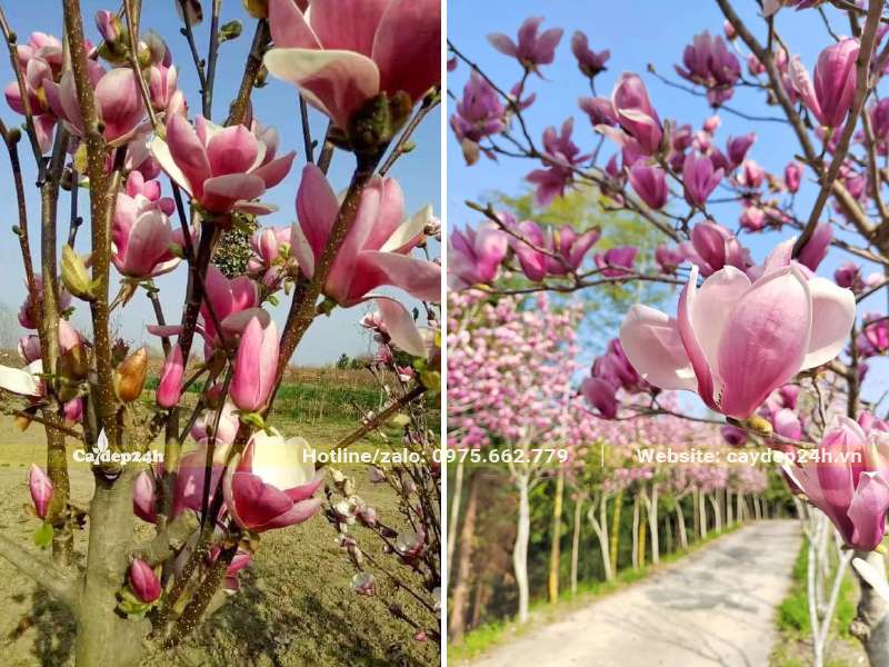 Hàng cây Mộc Lan nở hoa rực rỡ trong công viên
