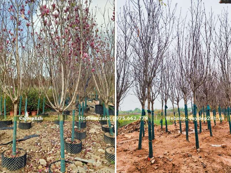 Mộc Lan mới dâm ủ chiều cao khoảng 4m