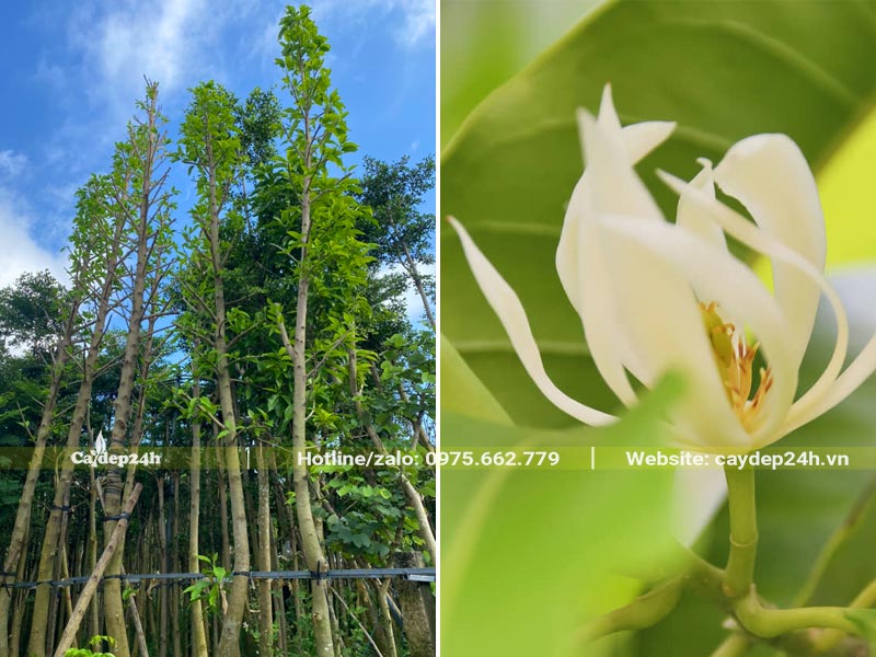Cây hoa Ngọc Lan công trình cao 5 - 6m