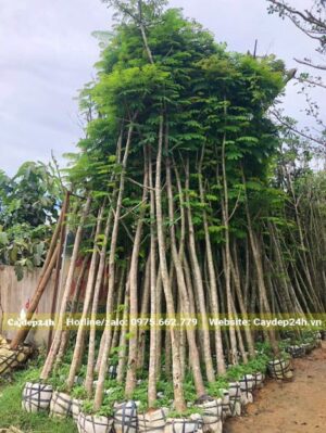 Lim Xẹt đã bứng bầu dựng thành một đống lớn để dưỡng ủ