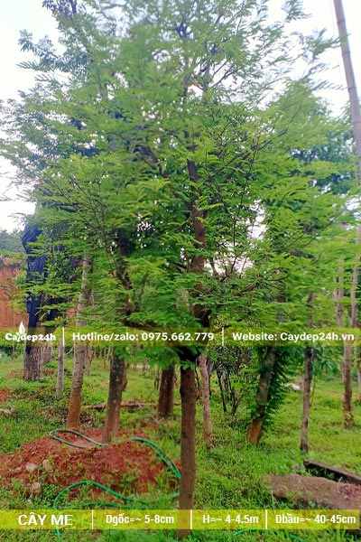 Cây Me đẹp cao 4m, đang ra cành và lộc non
