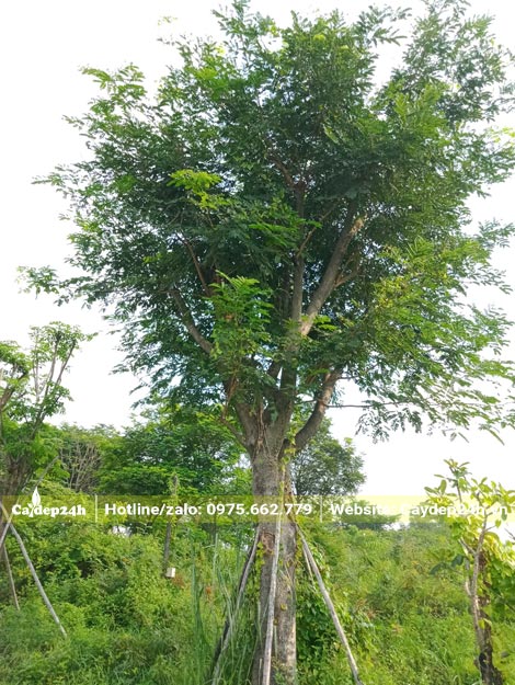 Me Tây đường kính gốc 30cm đã dâm ủ nhiều năm