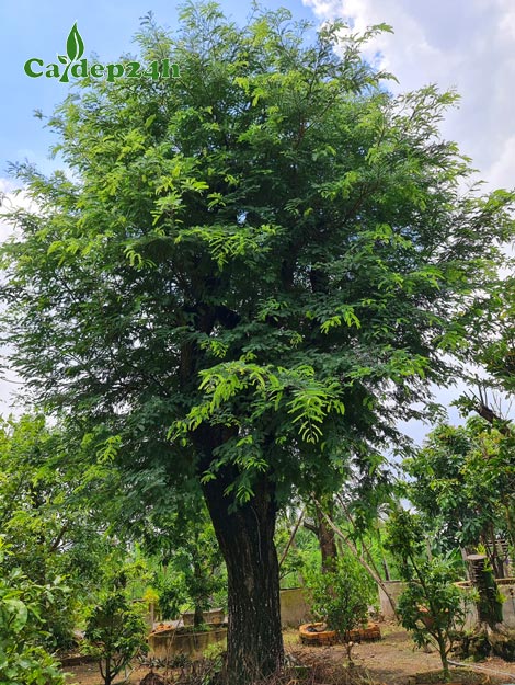 Cây Me công trình có đường kính tán hơn 2m