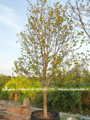 Quây bầu nổi để trồng cây hoa Mộc Lan công trình cao 4m