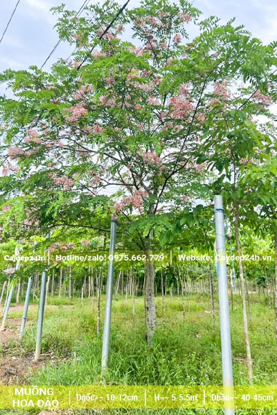 Vườn trồng cây Hoa Muồng Anh Đào lâu năm, đk gốc 10cm