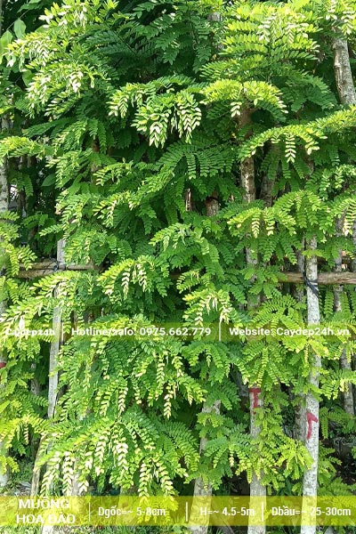 Hàng cây Muồng Hoa Đào dưỡng ủ lâu năm, cành lá xum xuê