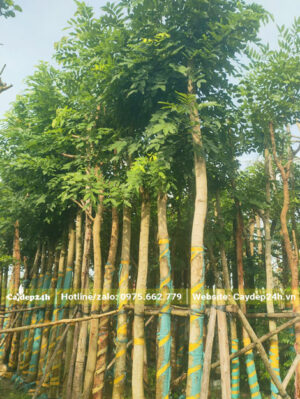 Muồng Hoàng Yến dâm ủ đường kính gốc 15cm