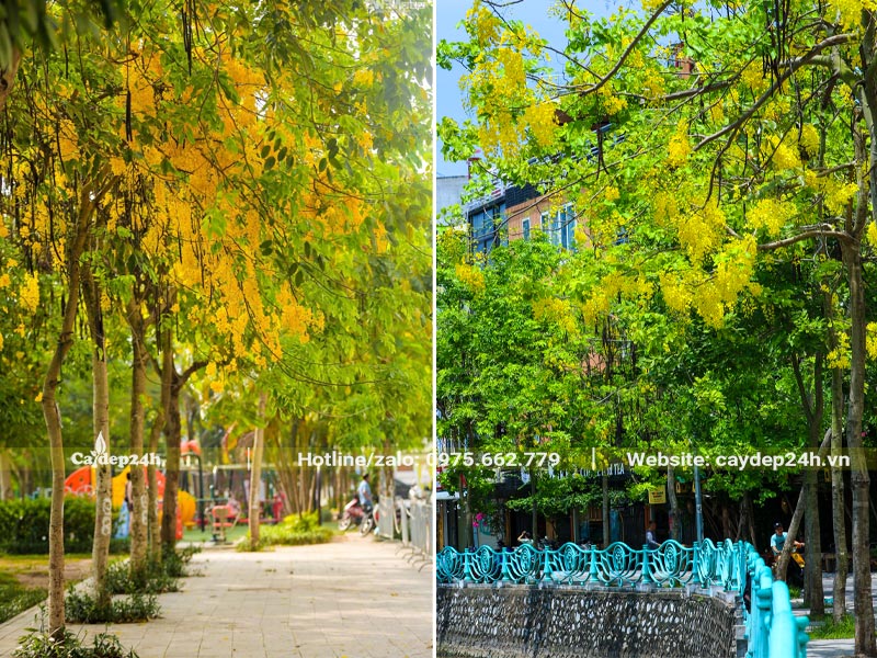 Hàng cây Muồng Hoàng Yến trồng vỉa hè trên đường phố Hà Nội